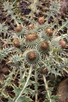 Image of stemless thistle