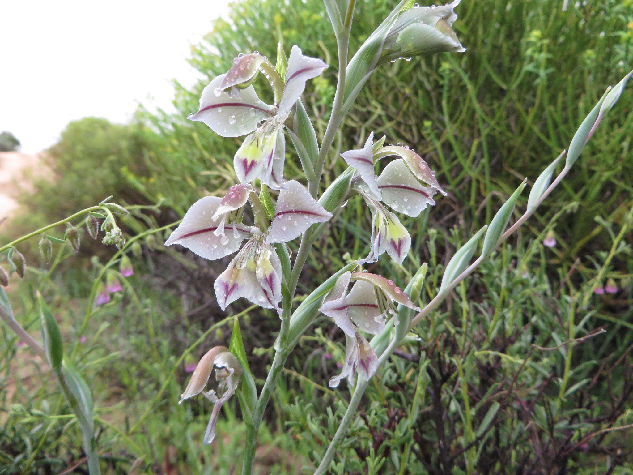 Image of Orchid-flowered Gladiolus