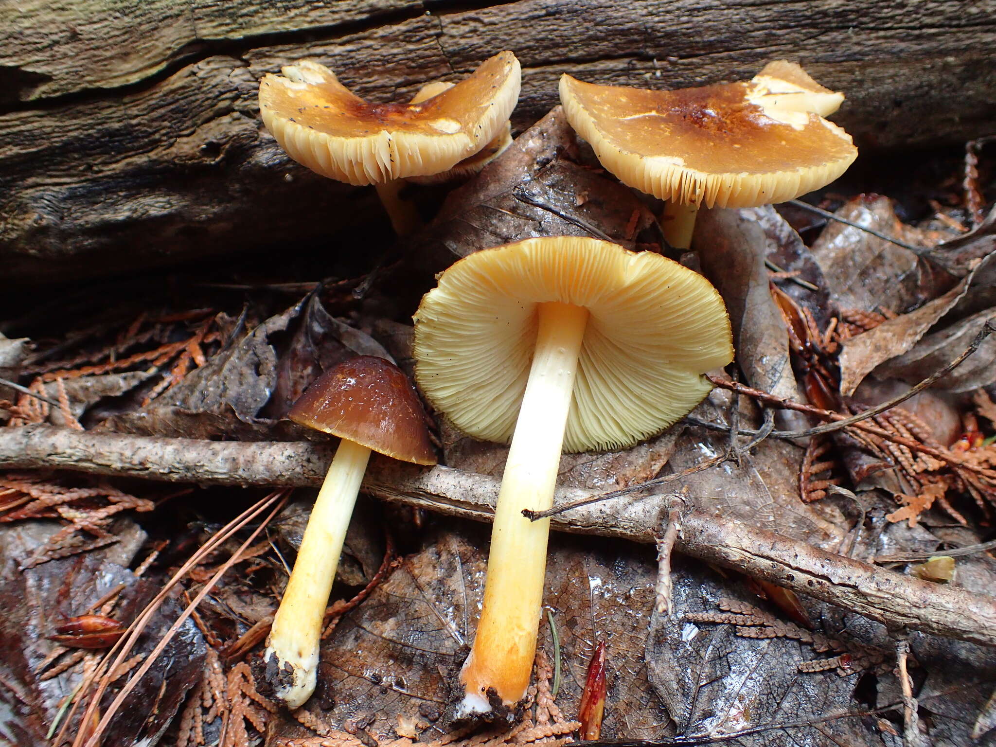 Image of Pluteus romellii (Britzelm.) Sacc. 1895