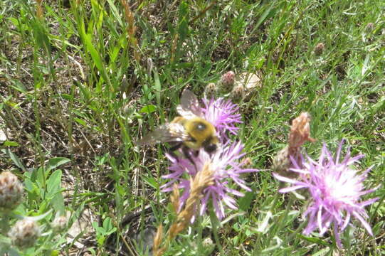 Image of Brown-belted Bumblebee