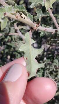 Image of Pungent Oak