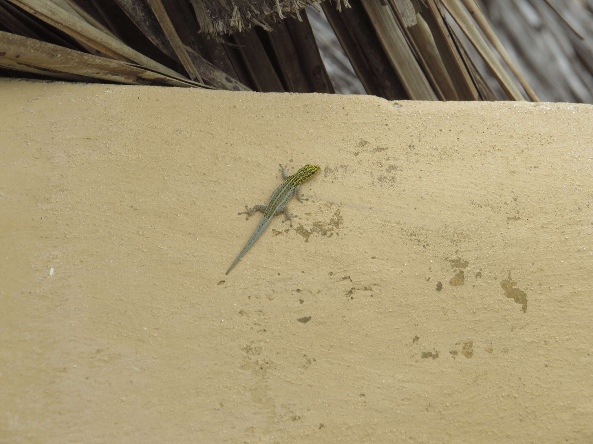 Image of painted dwarf gecko