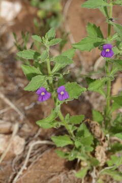 Image of Stemodia viscosa Roxb.