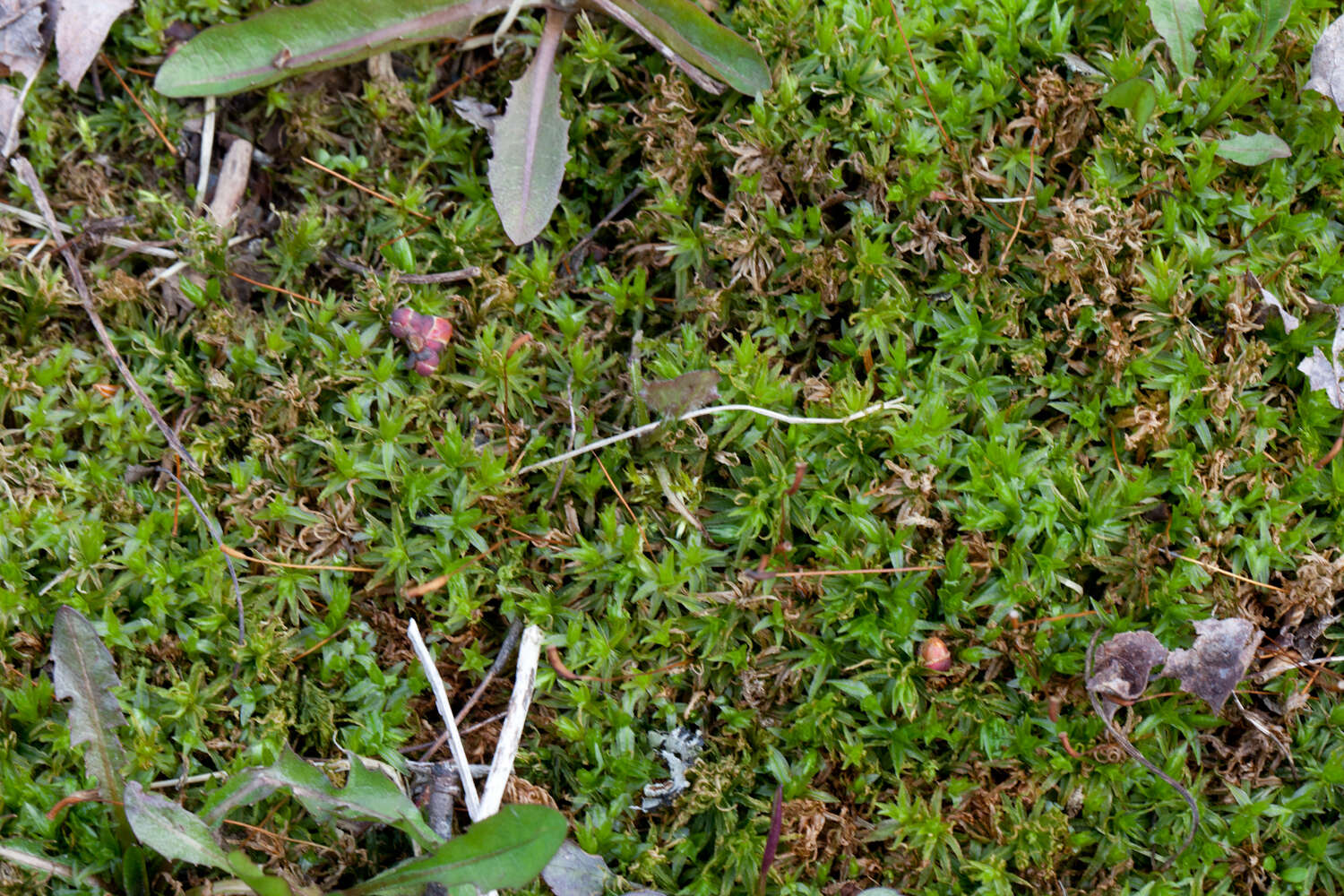 Image of atrichum moss