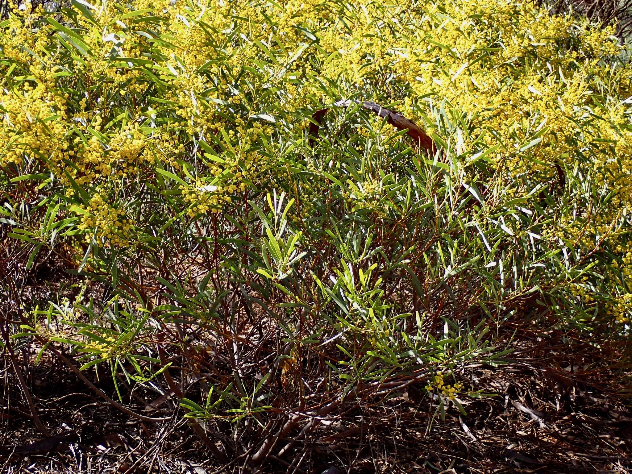 Image of Acacia hakeoides A. Cunn. ex Benth.