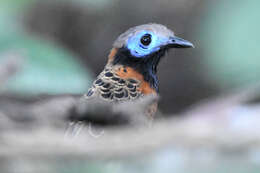 Image of Phaenostictus Ridgway 1909