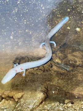 Image of Old World blind cave salamander