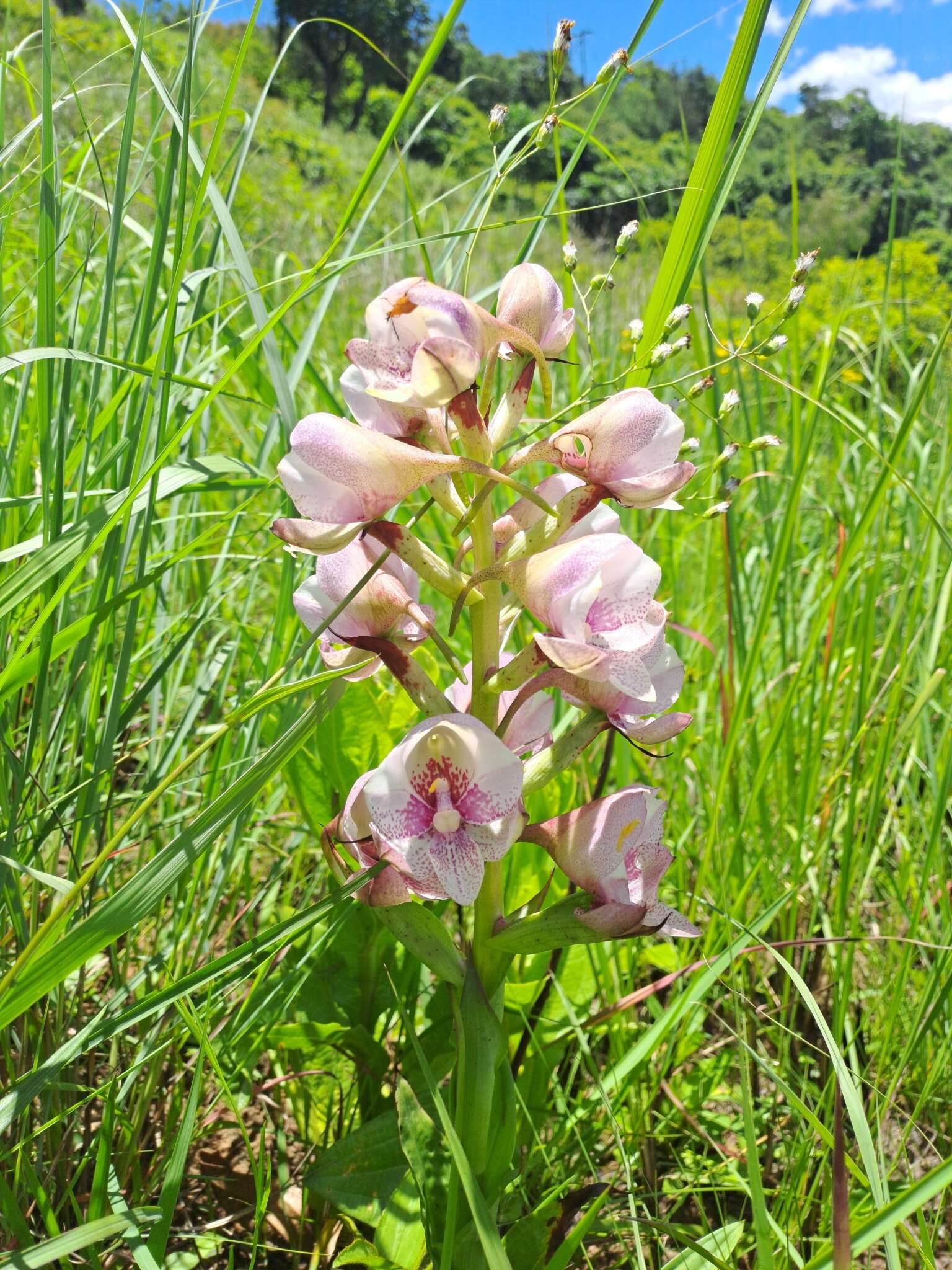 Image of Disa crassicornis Lindl.