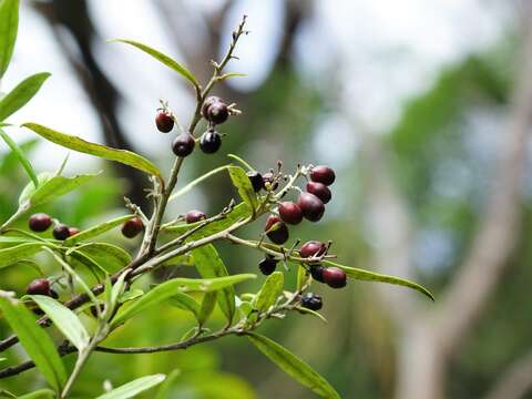 Imagem de Corokia buddleioides A. Cunn.