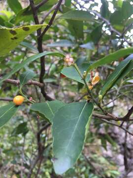 Image of Gymnosporia acuminata (L. fil.) Szyszyl.