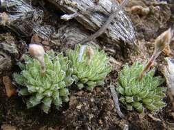 Image of Haworthia herbacea var. herbacea