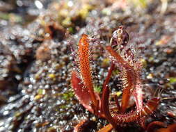 Image of Drosera arcturi Hook.