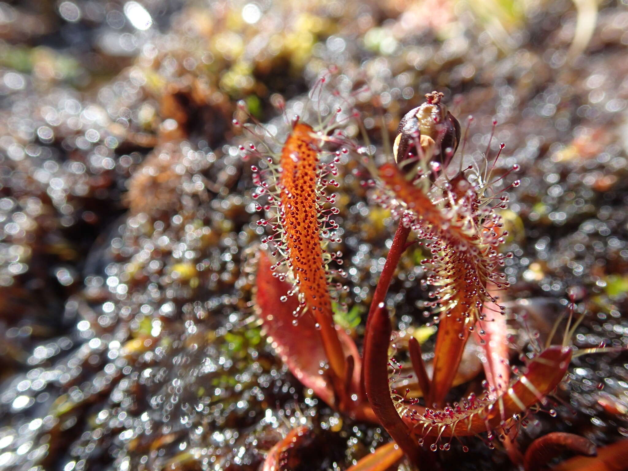 Image of Drosera arcturi Hook.