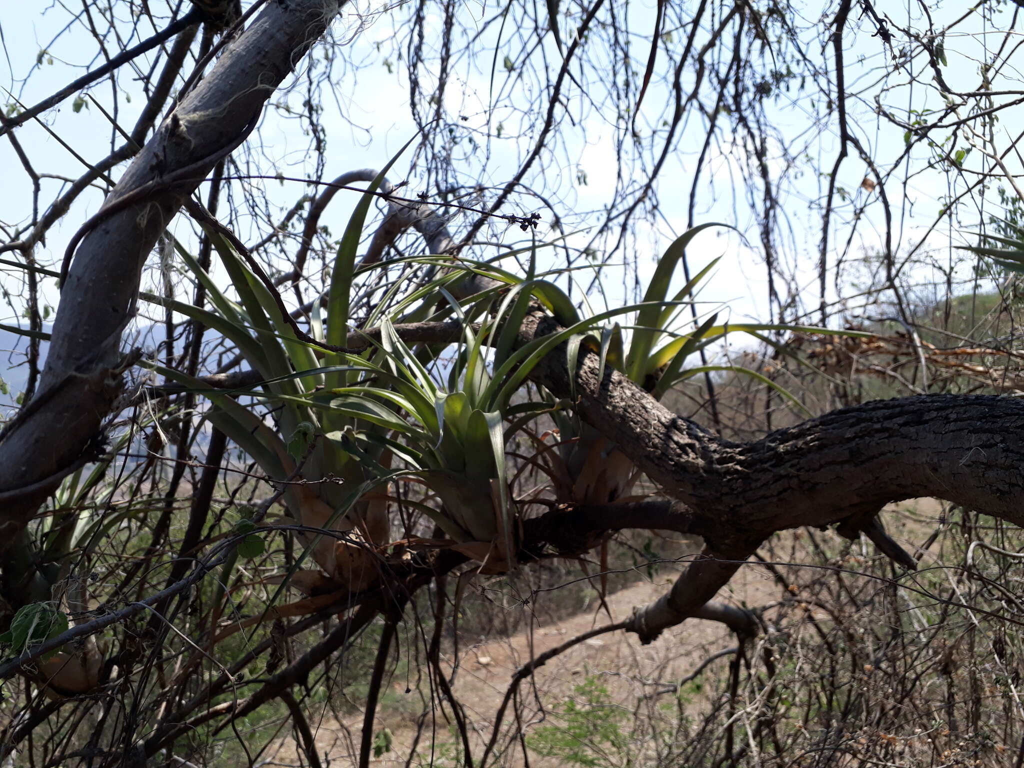 Imagem de Tillandsia makoyana Baker