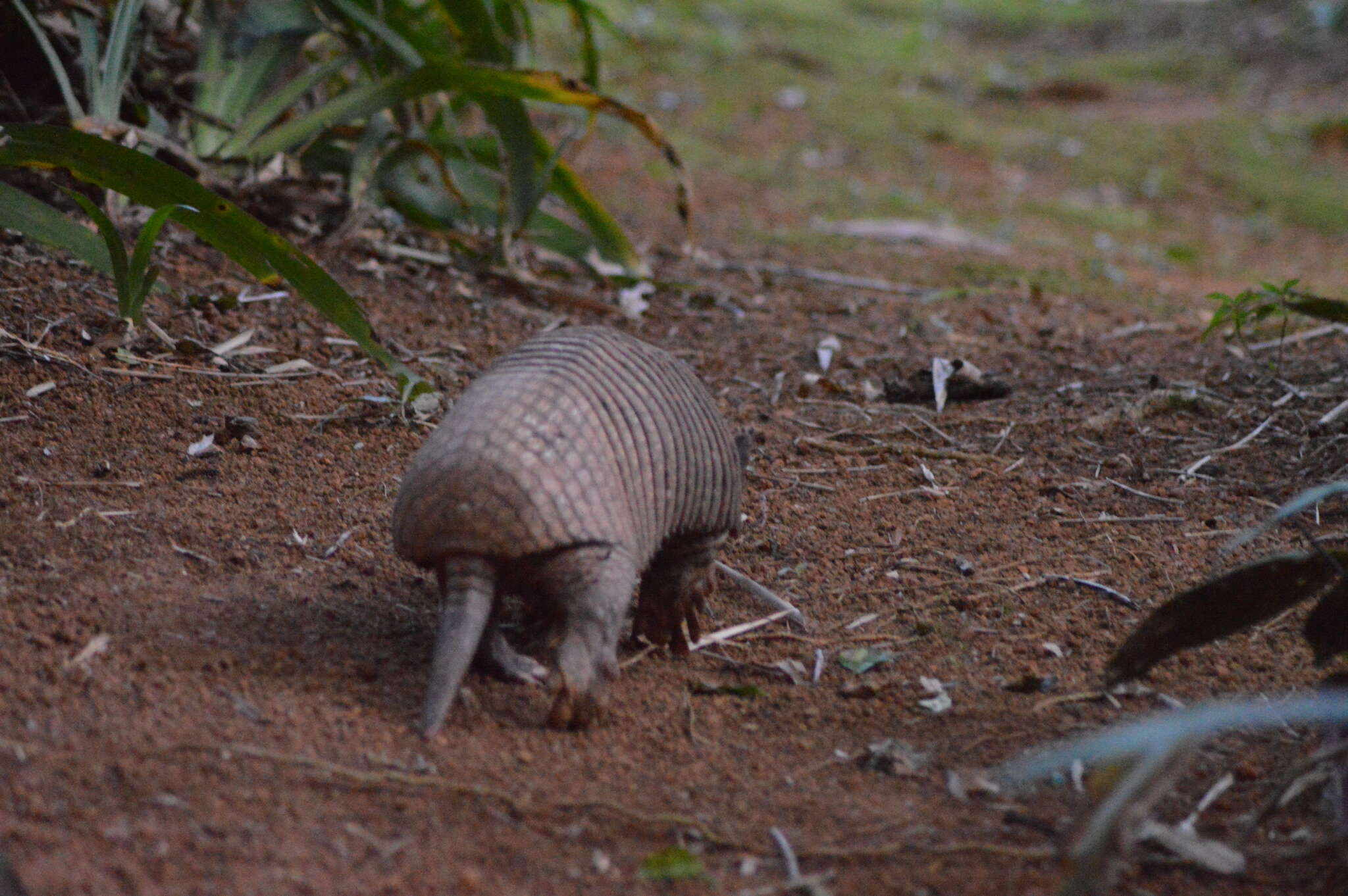 Image of Greater Naked-tailed Armadillo