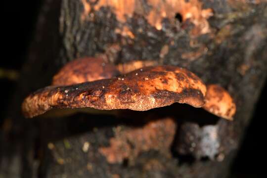 Image de Polyporus hypomelanus Berk. ex Cooke 1886