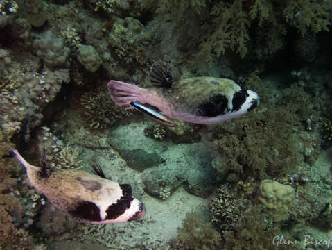 Image of Masked Puffer