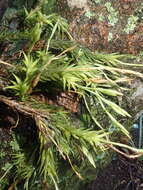 Image of Tillandsia tricholepis Baker