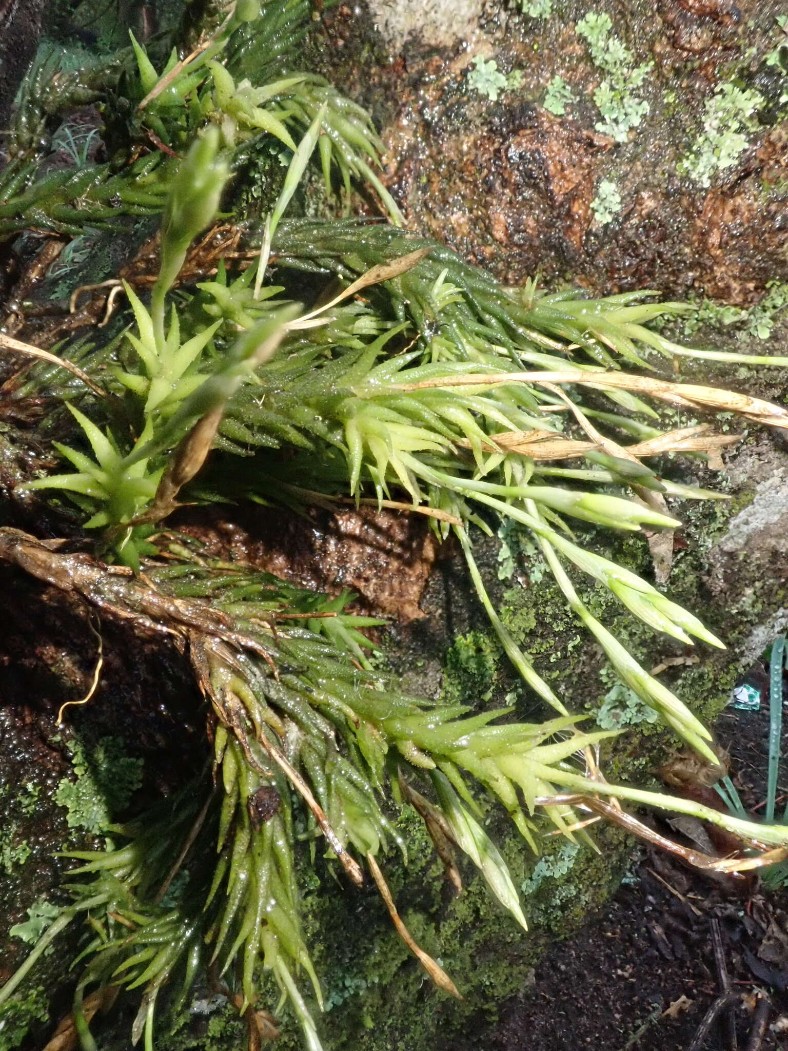 Image of Tillandsia tricholepis Baker