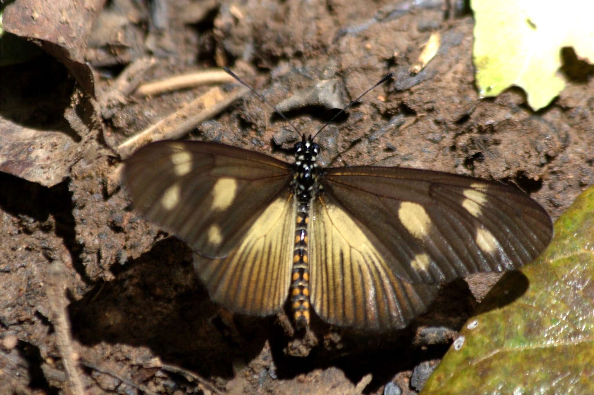 Image of Acraea lycoa Godart 1819