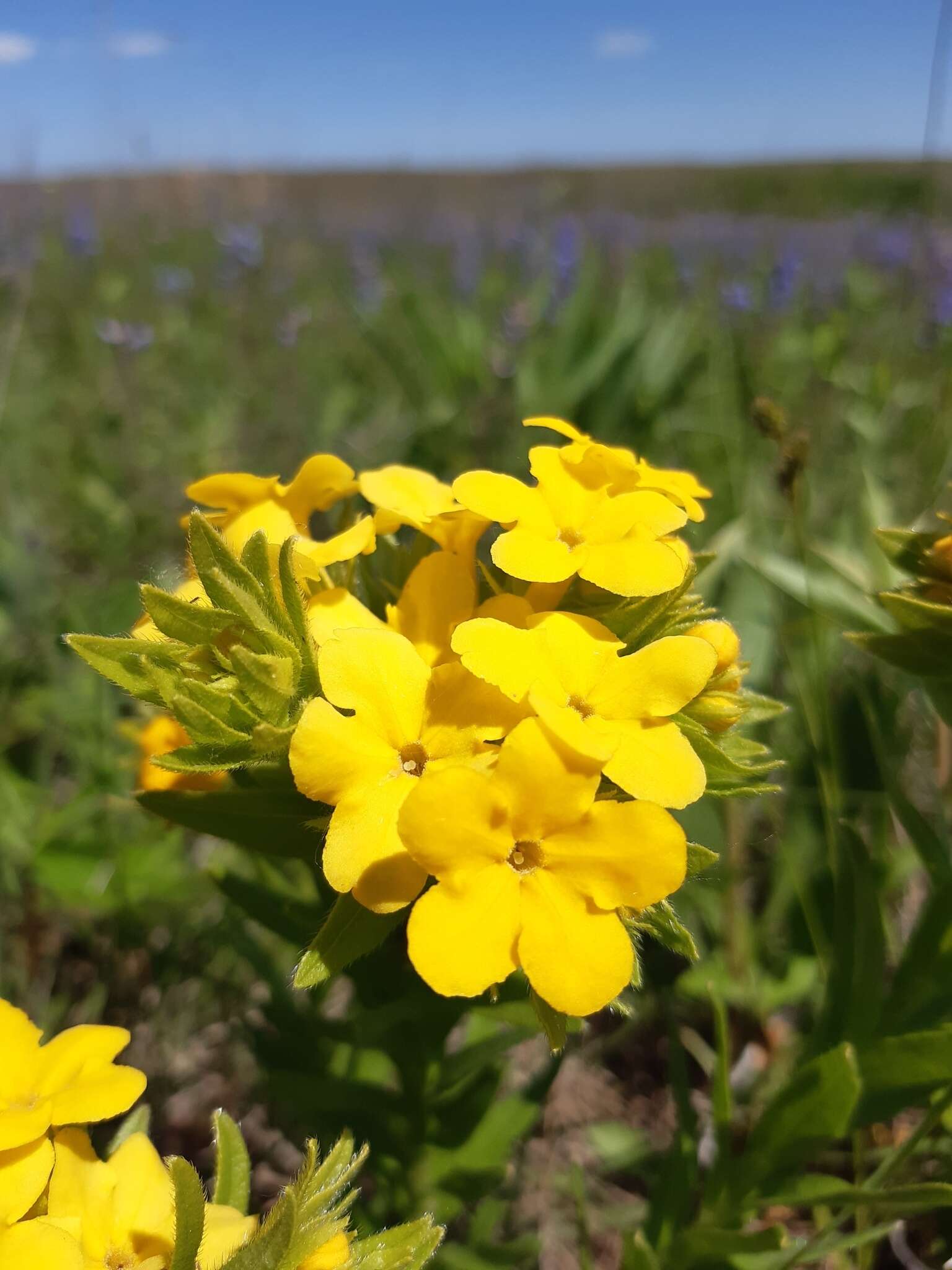 Image of Carolina puccoon