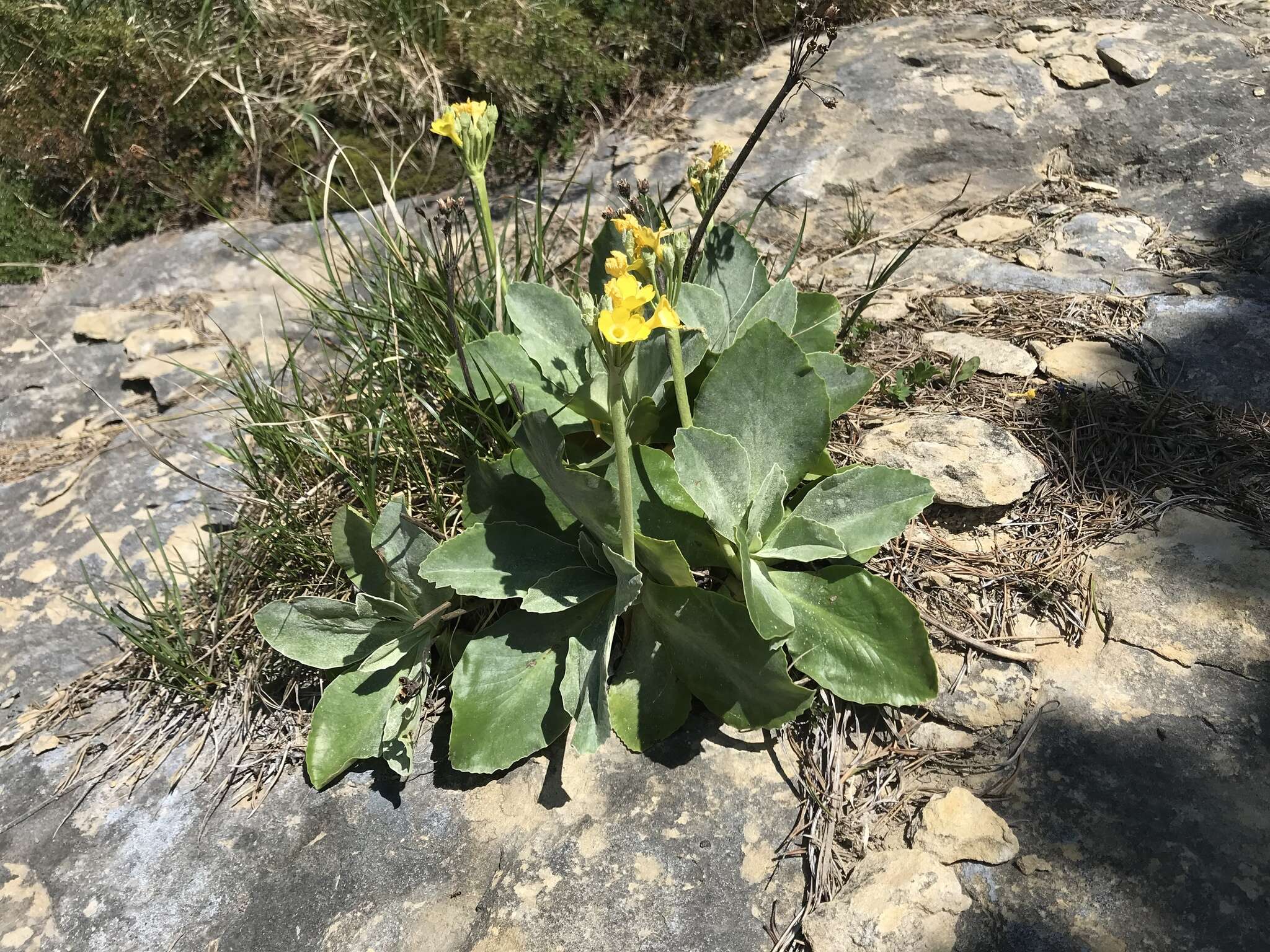 Image of Primula auricula L.