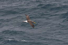 Image of Chatham Albatross