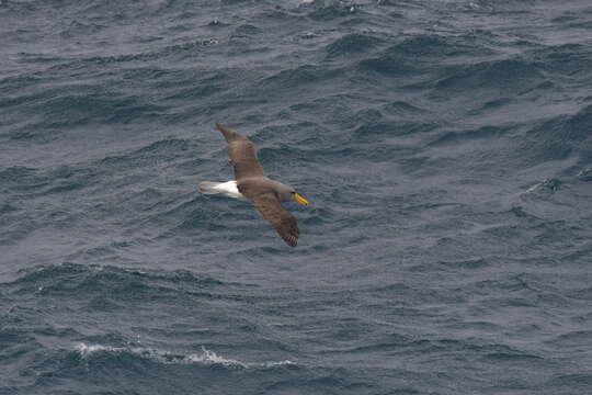 Image de Albatros des Chatham