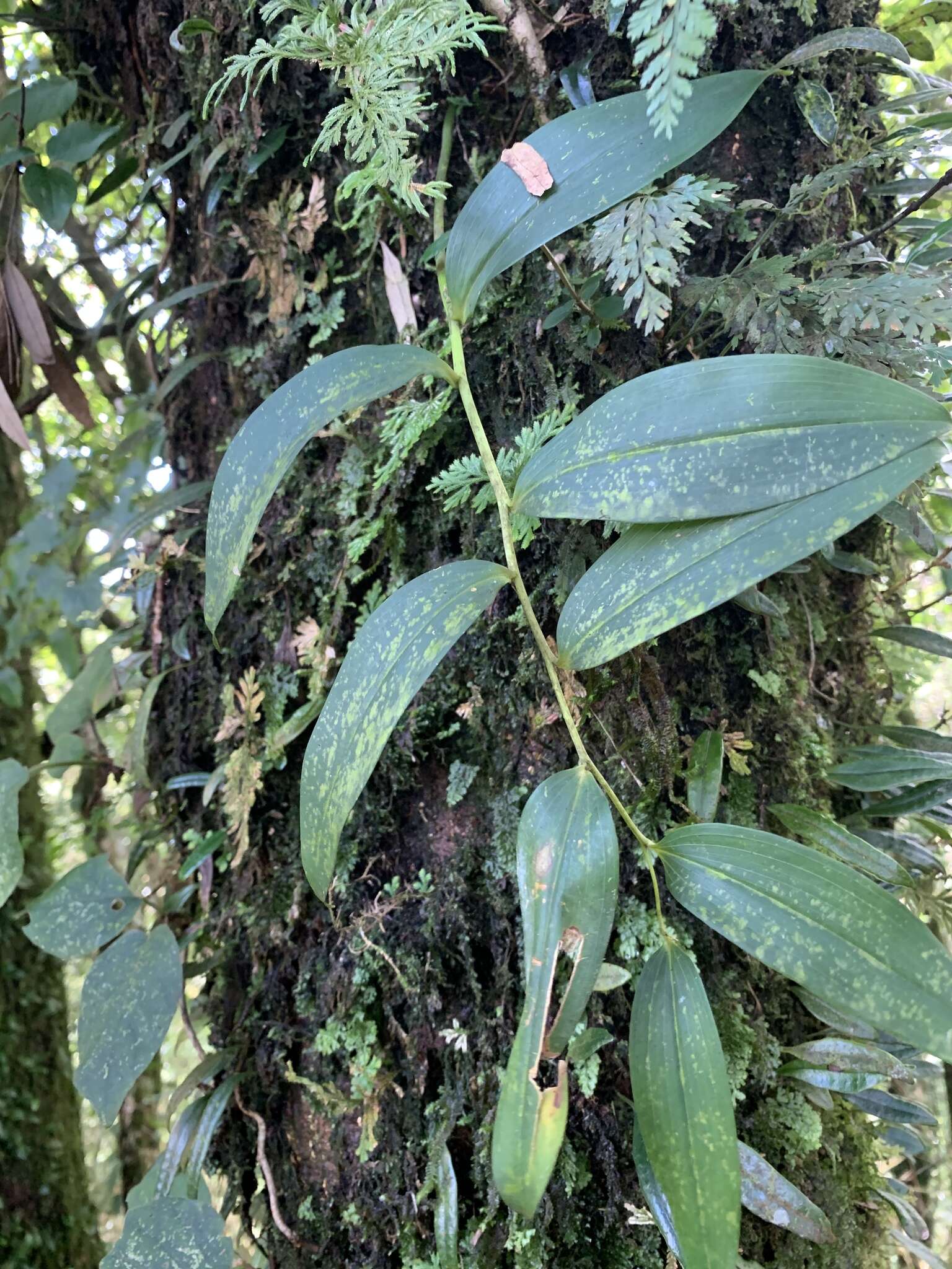 Sivun Heteropolygonatum alte-lobatum (Hayata) Y. H. Tseng, H. Y. Tzeng & C. T. Chao kuva