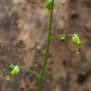 Scrophularia nabataeorum Eig resmi