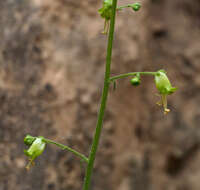 Imagem de Scrophularia nabataeorum Eig