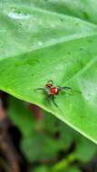 Image of Brown Flower Spider