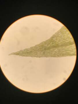 Image of pohlia moss