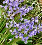 Image of Hispanic hyacinthoides