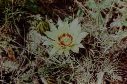 Image of Allicoche hedgehog cactus