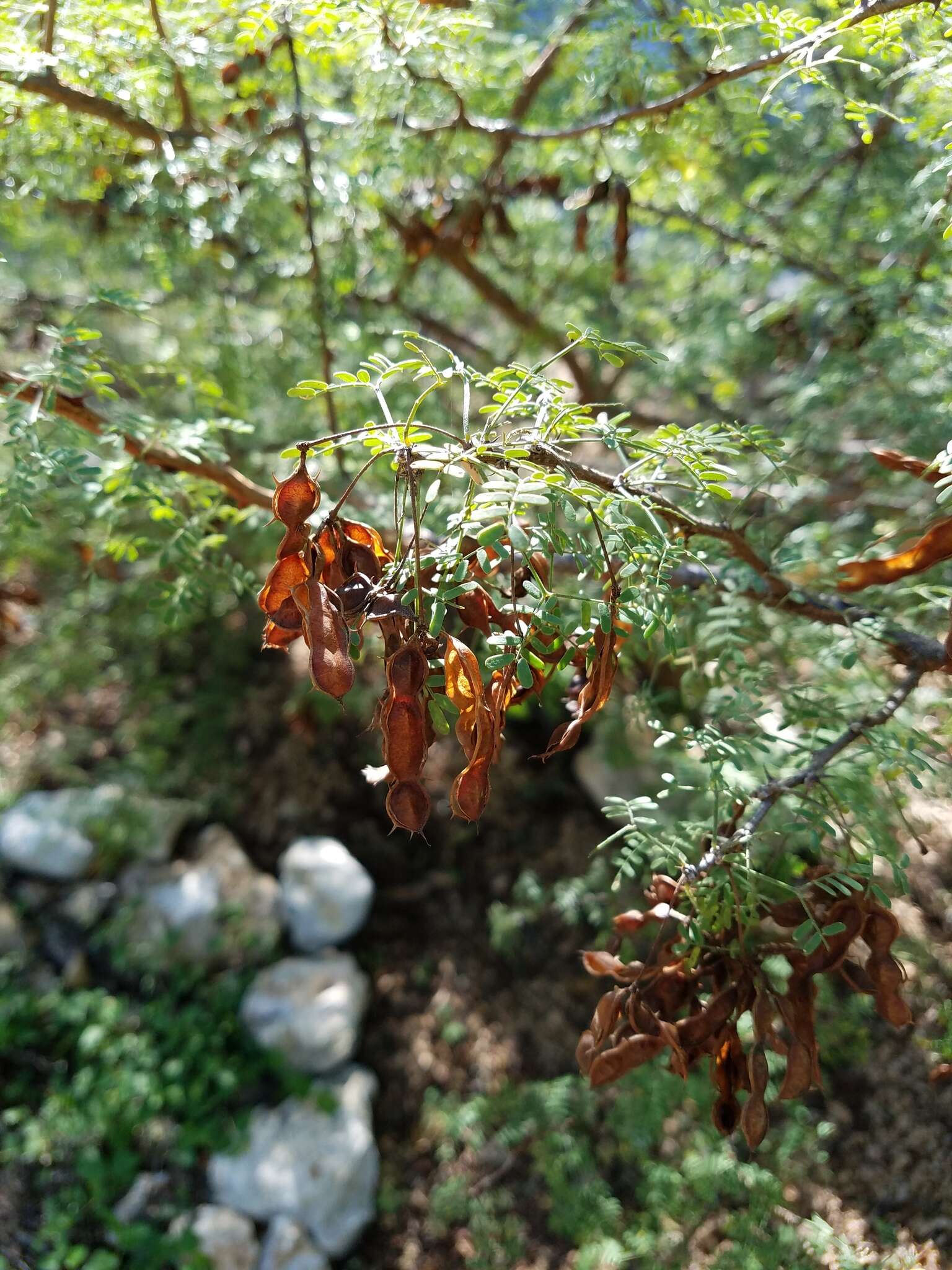 Image of fragrant mimosa