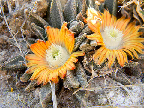 Image of Nananthus vittatus (N. E. Br.) Schwant.