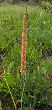 Image de Disa satyriopsis Kraenzl.