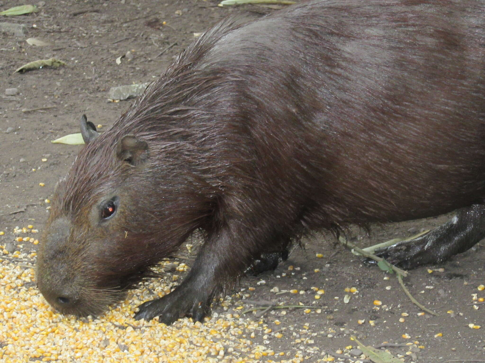 Image of Capybaras
