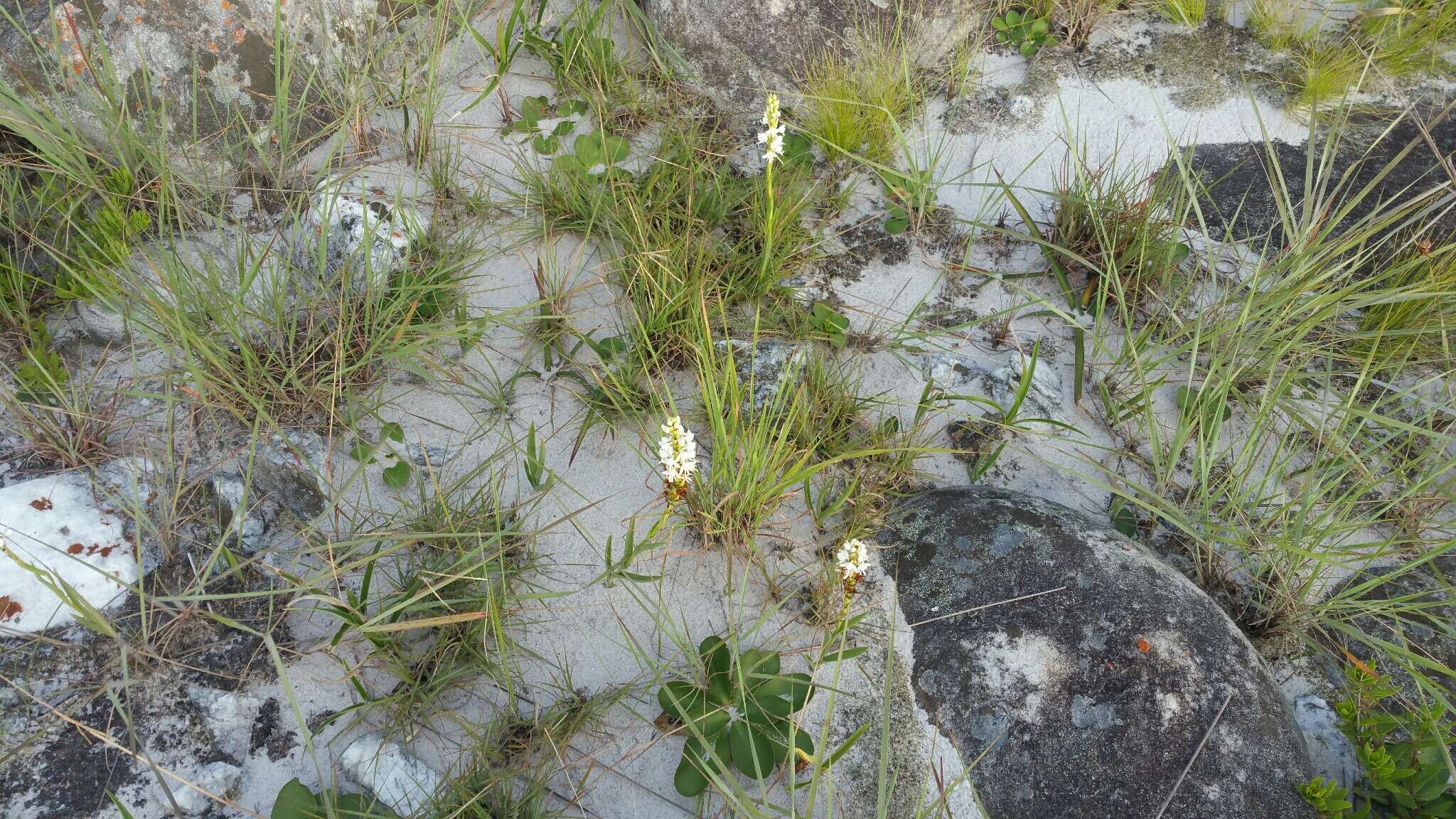 Image of Habenaria monadenioides Schltr.