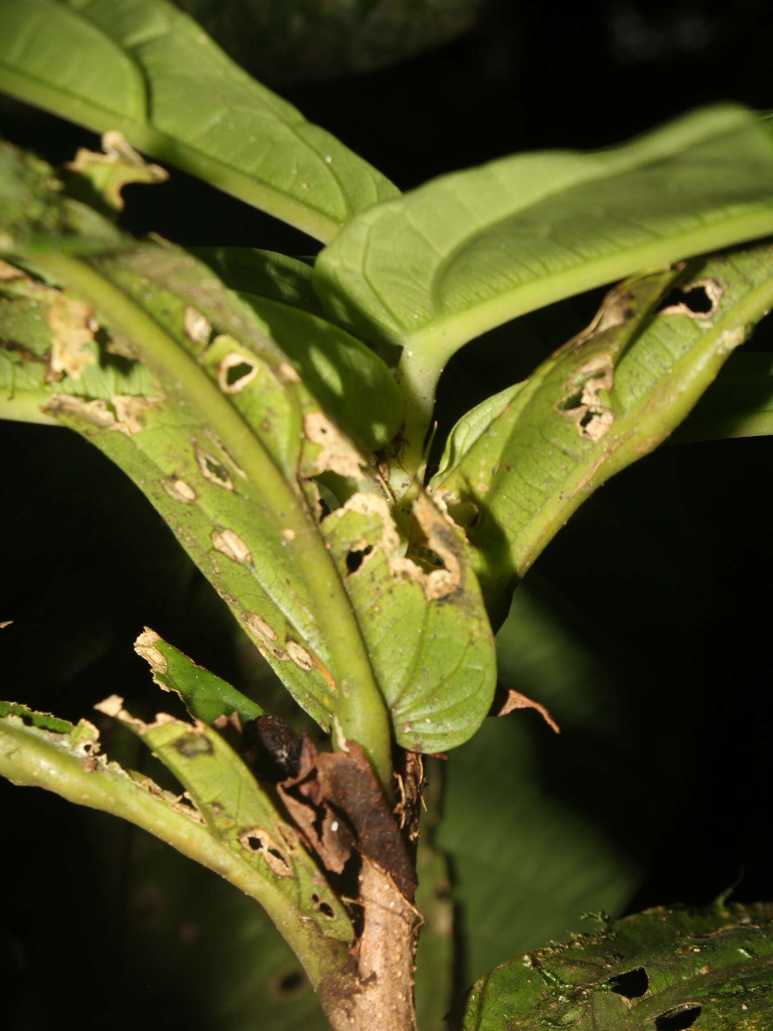 Image of Quararibea pumila W. S. Alverson