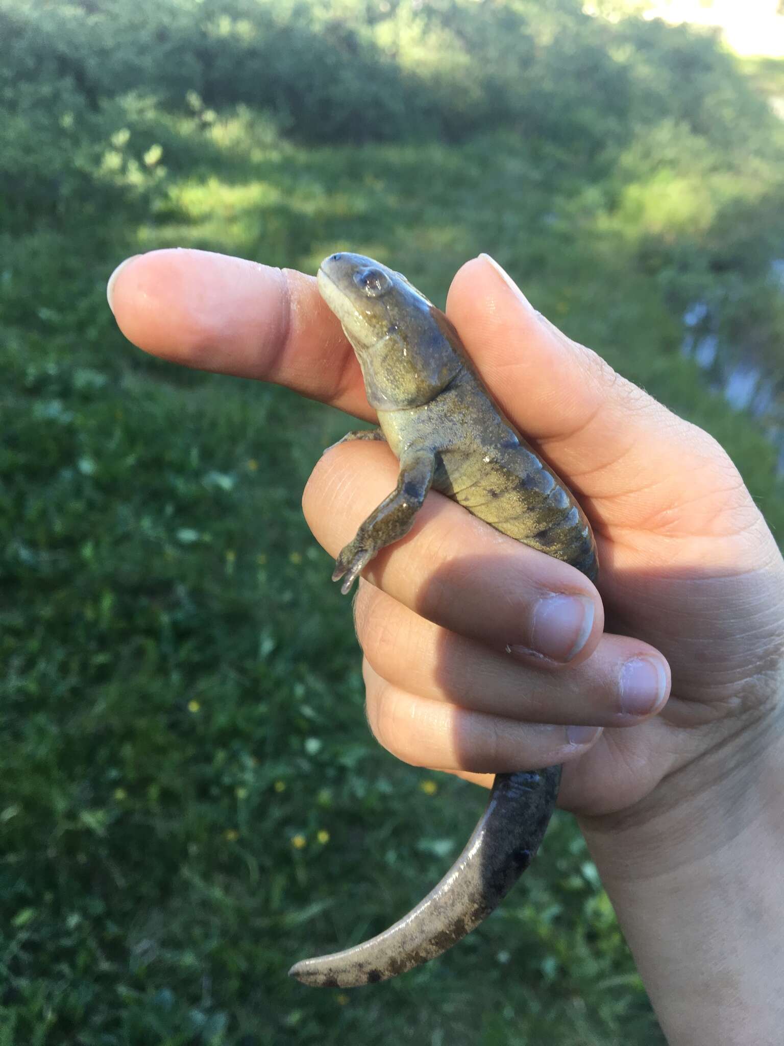 Image of Ambystoma mavortium nebulosum Hallowell 1853