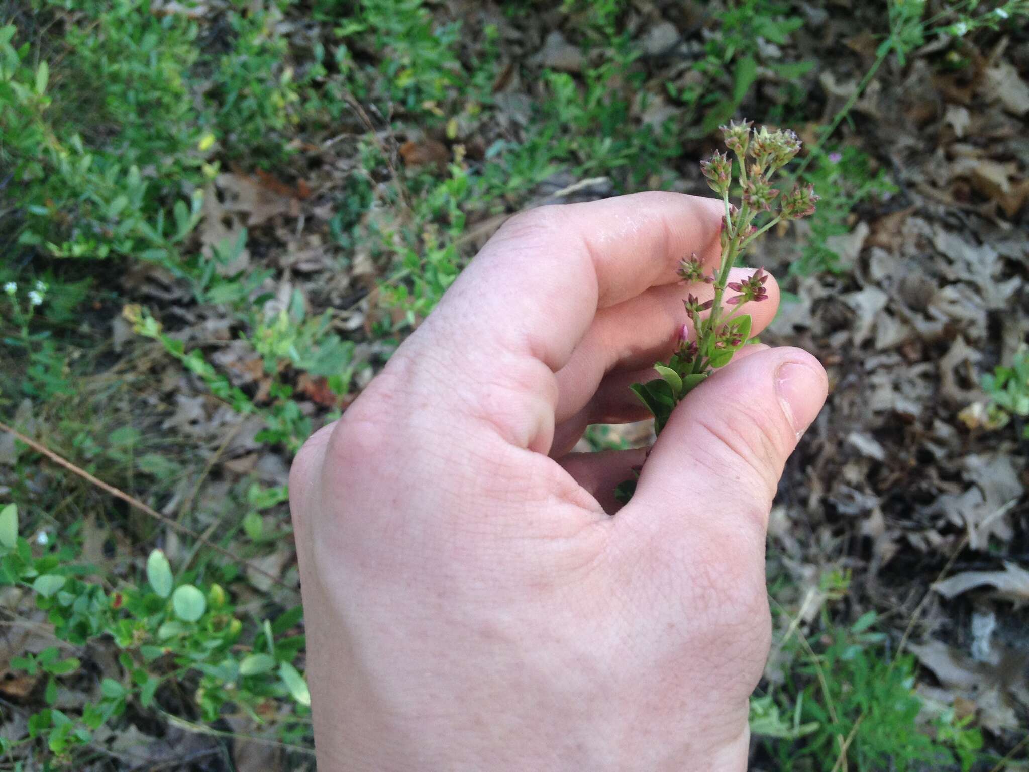 Image de Lespedeza hirta (L.) Hornem.