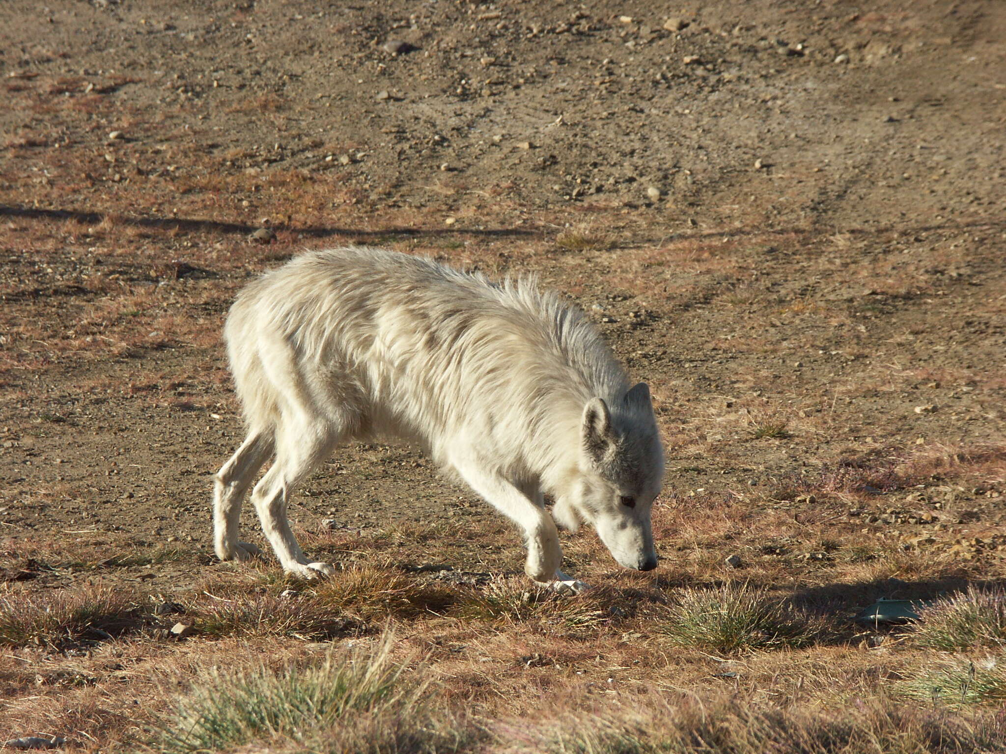 Image of Arctic wolf