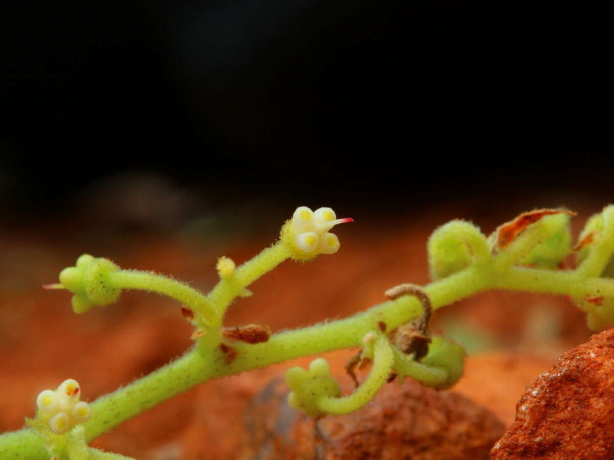 Cyphostemma lanigerum (Harv.) Descoings ex Wild & R. B. Drumm. resmi