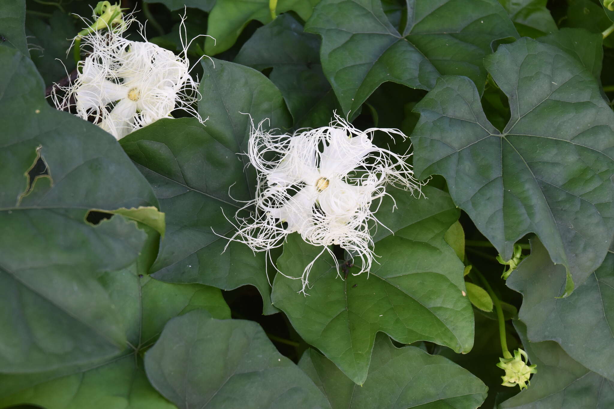 Image of Trichosanthes kirilowii var. japonica (Miq.) Kitam.