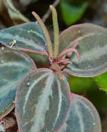 Image of Peperomia trinervis Ruiz & Pav.