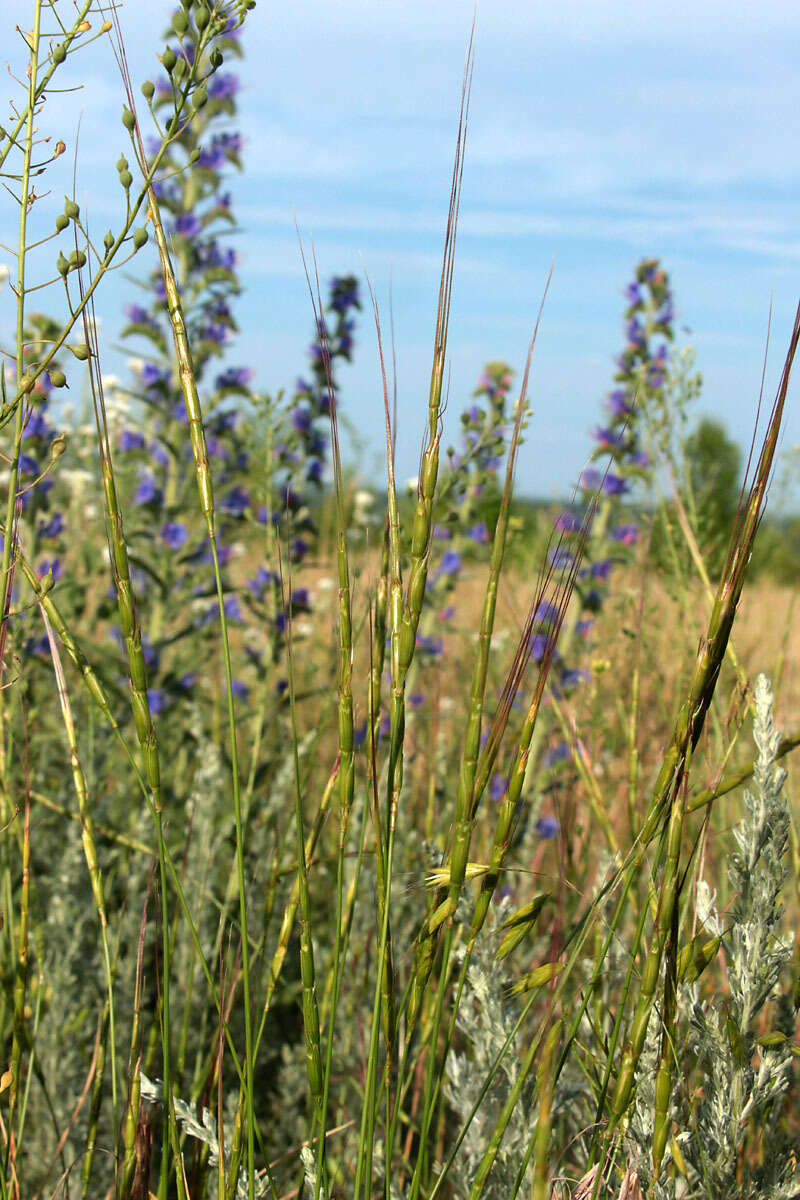 Plancia ëd Aegilops cylindrica Host