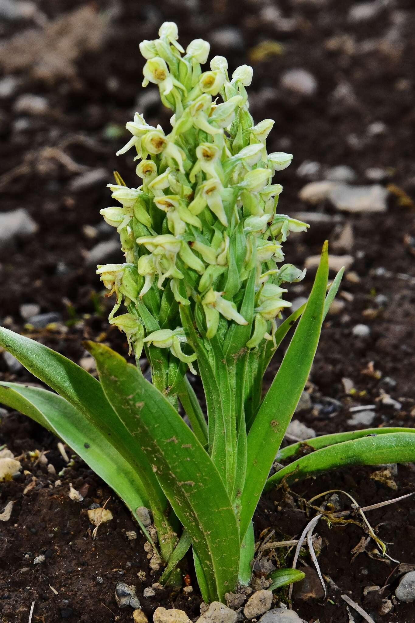 Image of Northern green orchid