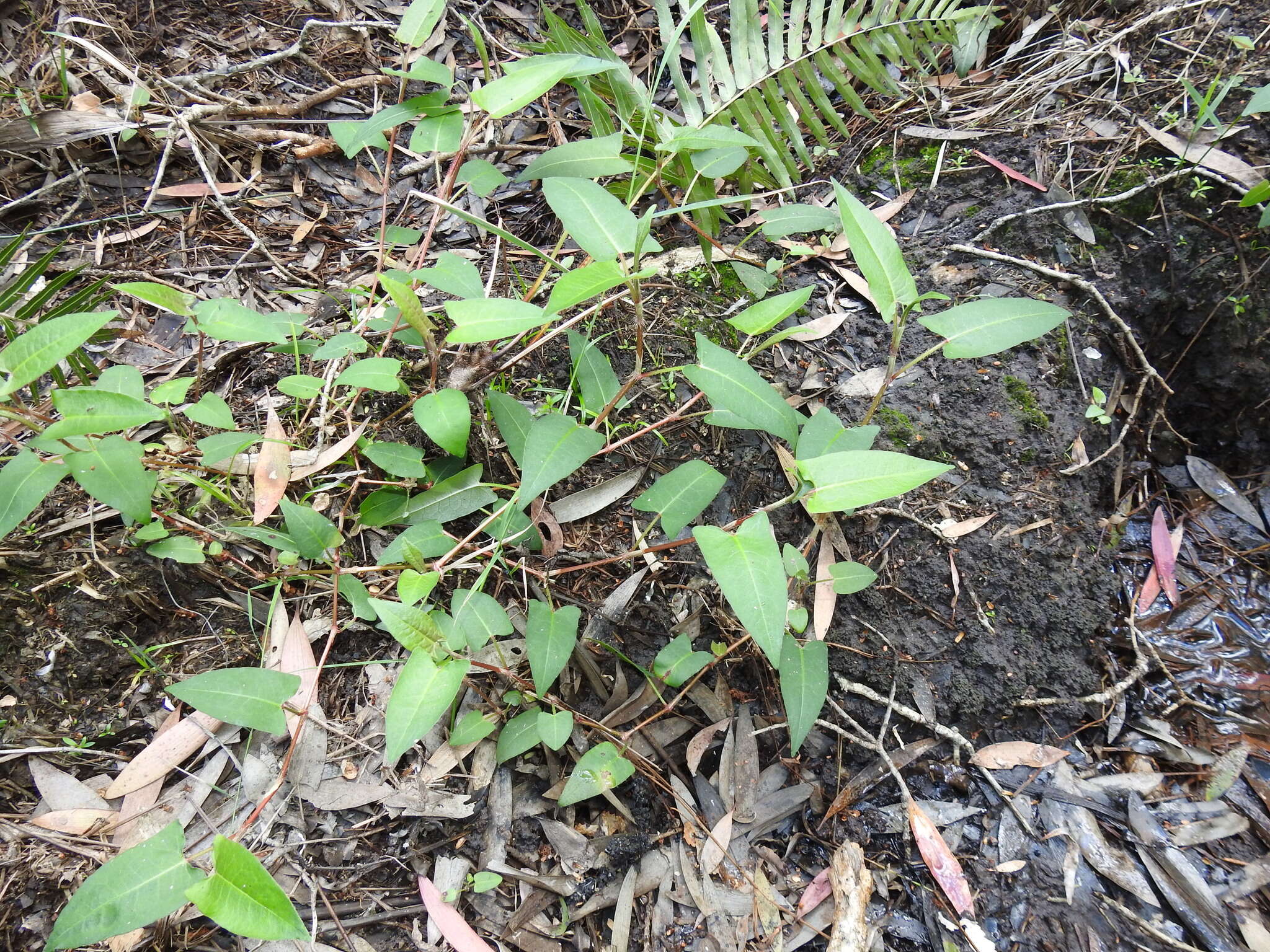 Image of Persicaria strigosa (R. Br.) Nakai